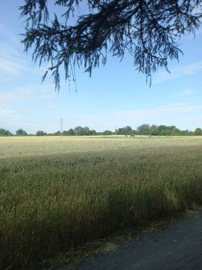 Yeşil çimenlerle ve bulutlu gökyüzüyle güzel bir manzara.