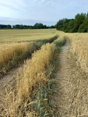 Kırsalda bir mısır tarlası