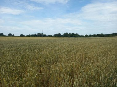 Buğday tarlası, doğa bitki örtüsü ve çevre
