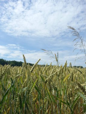 Buğday tarlası, doğa bitki örtüsü ve çevre