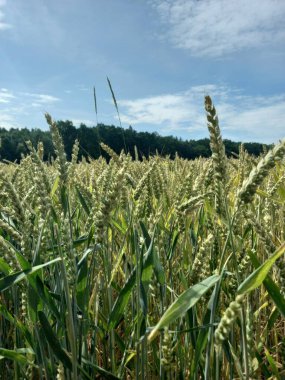 Buğday tarlası, doğa bitki örtüsü ve çevre
