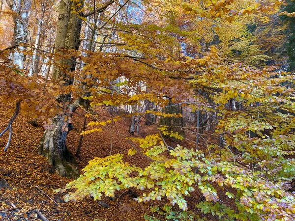 Осенний Пейзаж Лесу Трансфагарасан Румыния — стоковое фото