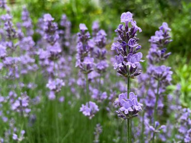 Tarlada lavanta çiçekleri