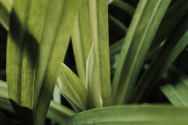 Karamsar yeşil tonlarla pandanus resmini kapat, arka plan, duvar kağıdı, blog vs. için uygun basit bitki fotoğrafçılığı