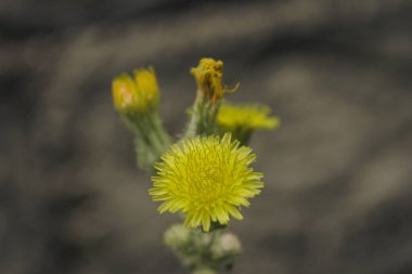Sarı küçük çiçek makro resmi, bulanık arkaplanlı basit doğa fotoğrafı