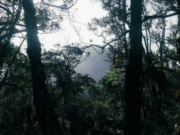 Vista Topo Montanha Gedepangrango Com Muitas Árvores Floresta Natureza Paisagem — Fotografia de Stock