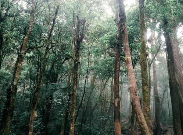 Birçok Uzun Ağaç Resimli Orman Duvar Kağıdı Arkaplan Blog Referans — Stok fotoğraf