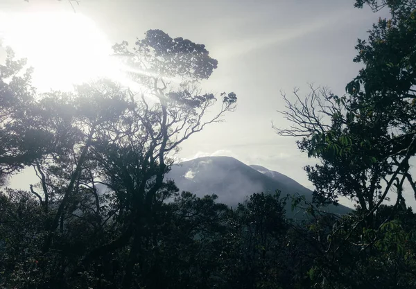 Κορυφή Της Gede Ορεινή Εικόνα Πολλά Δέντρα Και Ηλιοφάνεια Φύση — Φωτογραφία Αρχείου