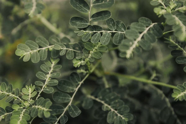 Μια Εικόνα Από Φύλλα Άγρια Φυτά Μακροτεχνική Απλή Φωτογραφία Φυτών — Φωτογραφία Αρχείου