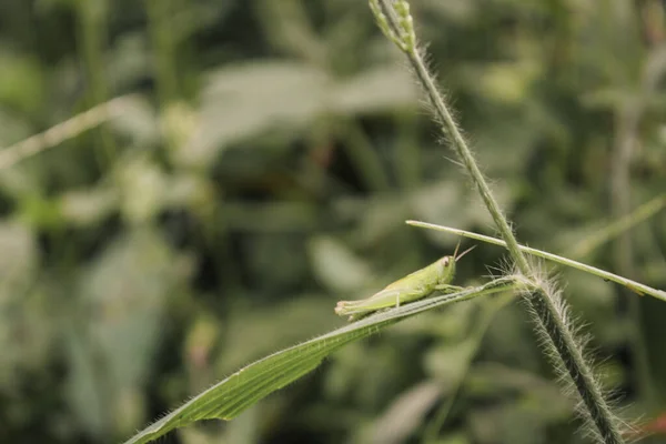 Locust Κάθισε Στα Άγρια Φυτά Φύση Των Εντόμων Και Μακροφωτογραφία — Φωτογραφία Αρχείου