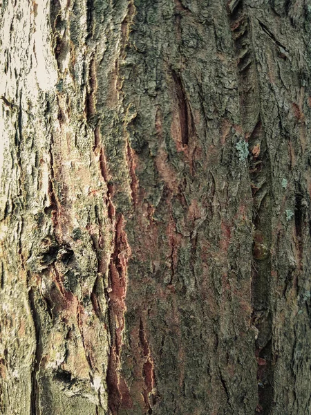 Close Bark Tree Texture Plants Photography — Stock Photo, Image