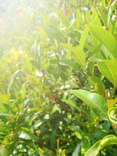 Grüne Blätter Und Triebe Mit Hellen Einfachen Naturaufnahmen Garten — Stockfoto