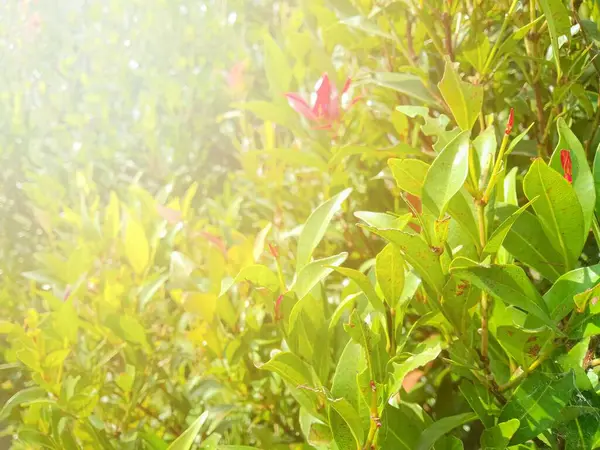 Frisches Grünes Laub Garten Frühling Bei Sonnenschein Konzept Der Naturfotografie — Stockfoto