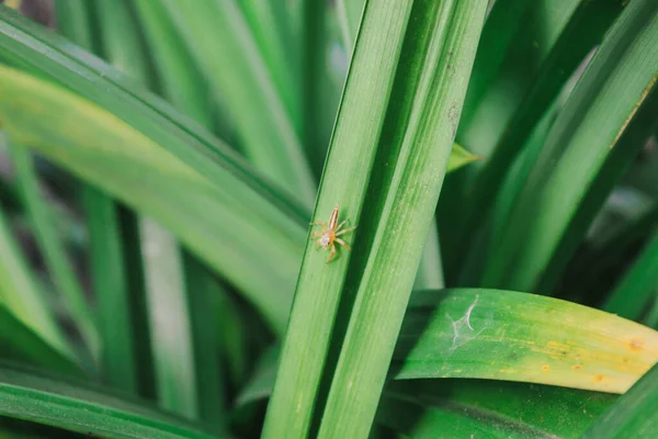 Grüne Pandanusblätter Und Winzige Goldspinnen Saßen Darauf Einfache Naturaufnahmen Für — Stockfoto