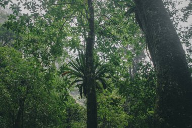 güzel yeşil tropikal orman yağmur ormanlarında ağaçlar