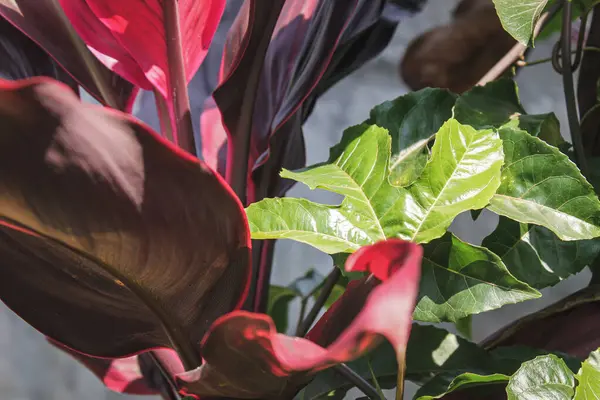 Nahaufnahme Grüner Und Roter Schwarzer Blätter Von Pflanzen Garten — Stockfoto