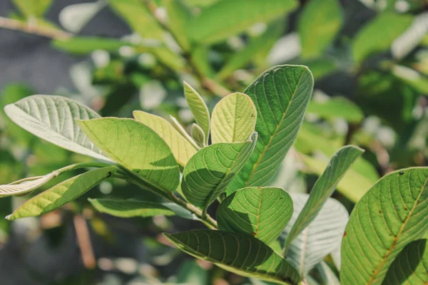 Green Guava Leaves Close Shot Photography — Stock Photo, Image