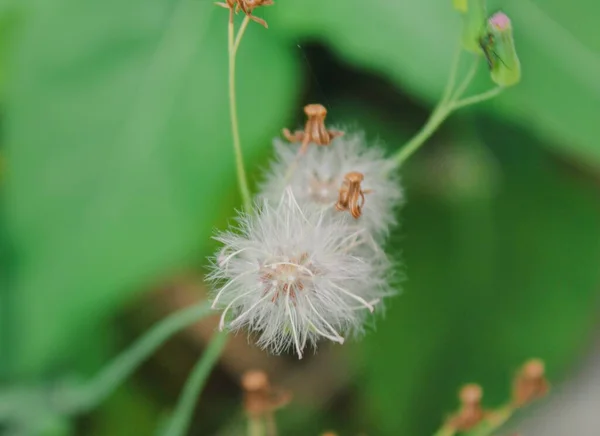 ガルデマクロ写真の白い花の花 — ストック写真