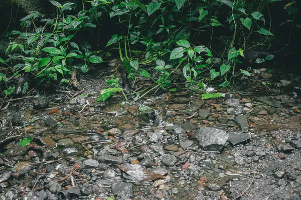Pequeno Córrego Com Água Limpa Fria Com Muitos Seixos Plantas — Fotografia de Stock