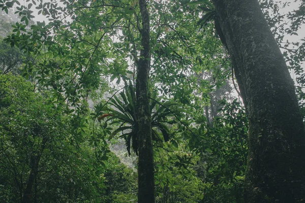 Bela Floresta Tropical Verde Com Árvores Floresta Tropical — Fotografia de Stock