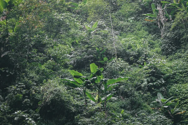 Selva Verde Com Muita Vegetação — Fotografia de Stock