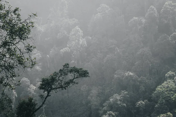 Πυκνό Δάσος Λόφος Κοιλάδα Πολλά Πράσινα Φυτά Εικόνα Φύση Τοπίο — Φωτογραφία Αρχείου