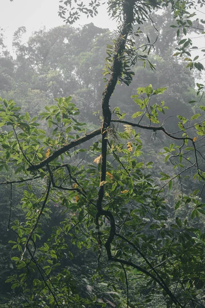 Ramo Árvore Floresta Tropical Imagem — Fotografia de Stock