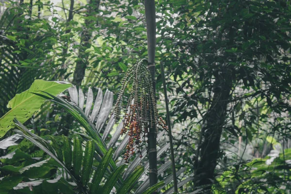 Planta Selvagem Uma Fruta Floresta Tropical Conceito Fotografia Natureza Simples — Fotografia de Stock