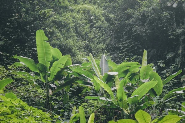 Selva Tropical Com Bananeira Selvagem Vegetação Mais Verde — Fotografia de Stock