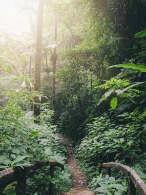 Bir sürü yeşil bitkisi olan güzel orman manzarası 