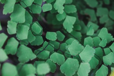bahçe makro fotoğrafçılığındaki güzel yeşil yapraklar duvar kağıdı, arkaplan vs. için uygun