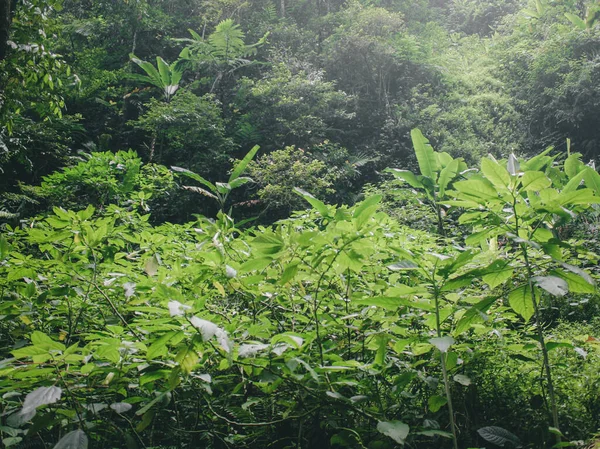 Folhas Verdes Fundo Natureza Flora Folhagem Meio Ambiente Floresta — Fotografia de Stock