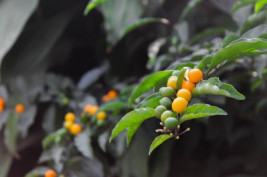 Bahçedeki küçük portakal meyvesi, yakalanmış. 