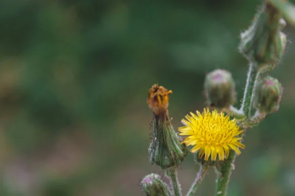Piękny Żółty Kwiat Kwiat Ogrodzie Proste Makro Fotografia Natury — Zdjęcie stockowe