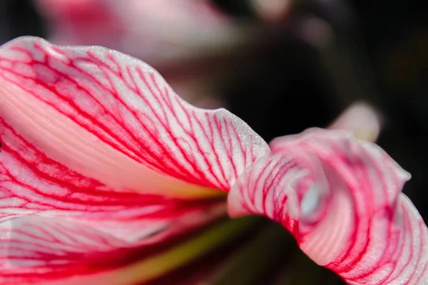 Nahaufnahme Einer Schönen Rosa Und Weißen Lilienblüte Mit Unscharfem Hintergrund — Stockfoto