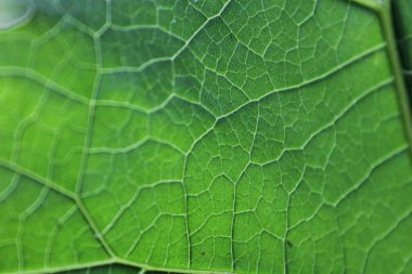 yeşil yaprak makro dokusu, görüntüyü kapat