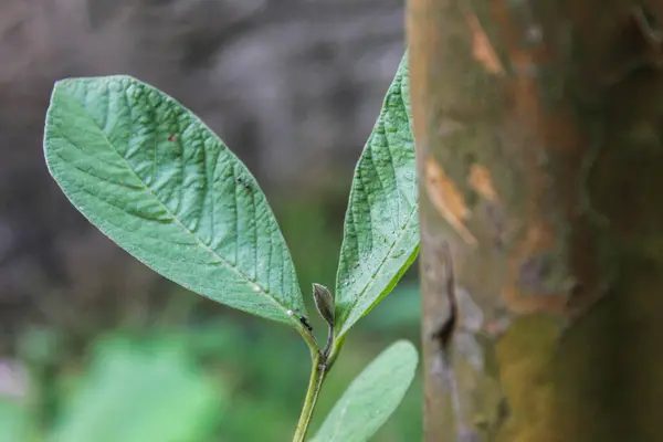 Green Guava Leaves Garden Close Photo — Stock Photo, Image