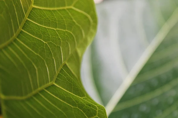 Grüne Blätter Textur Hintergrund Einfache Natur Makro Fotografie Fit Für — Stockfoto