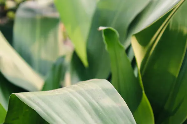 Grüne Blätter Garten Bild Fot Hintergrund Tapete Etc — Stockfoto