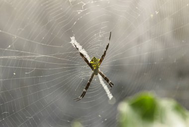 Örümceğin bahçedeki ağa yakın resmi.