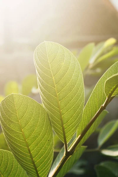 Зеленые Листья Гуавы — стоковое фото