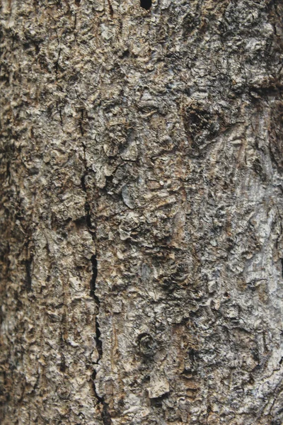 Faktura Kory Drzewa Bliska Obraz Prosta Koncepcja Fotografii Tła — Zdjęcie stockowe