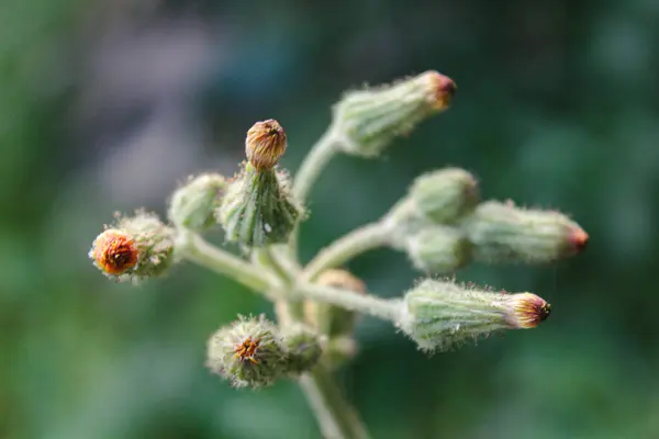Närbild Vilda Växter Trädgården Natur Makro Fotografering Koncept — Stockfoto