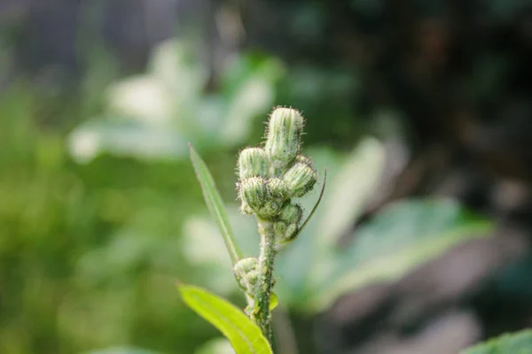 庭の野生植物のマクロ写真 シンプルな自然写真コンセプト — ストック写真
