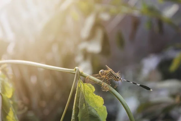 Eine Libelle Die Auf Einem Blatt Sonnenlicht Sitzt Konzept Der — Stockfoto