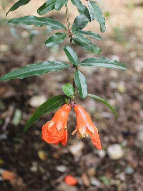 close up of red flower growing outdoor clipart