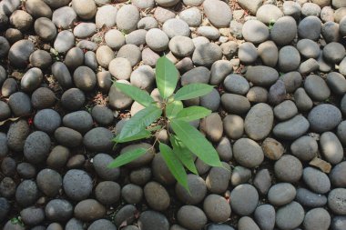 green plant in the garden with many pebbles clipart