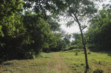 Ormanda güzel yeşil ağaçlar