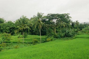 Yeşil pirinç tarlasının görünümü, duvar kağıdı, arkaplan, referans vs. için uygun doğa fotoğrafçılığı kavramı