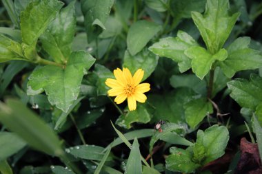 Bahçedeki küçük çiçeğin makrofotoğrafçılığı, basit doğa fotoğrafçılığı duvar kağıdı ve arka plana uyuyor